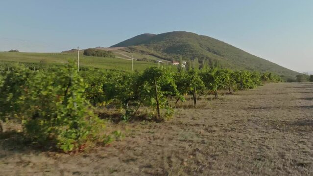 Grape terroir in a hilly area somewhere in Italy. 