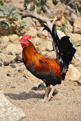 Barnyard Rooster with Silky Colorful Feathers