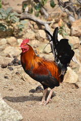 Beautiful Rooster with Silky Shiny Feathers