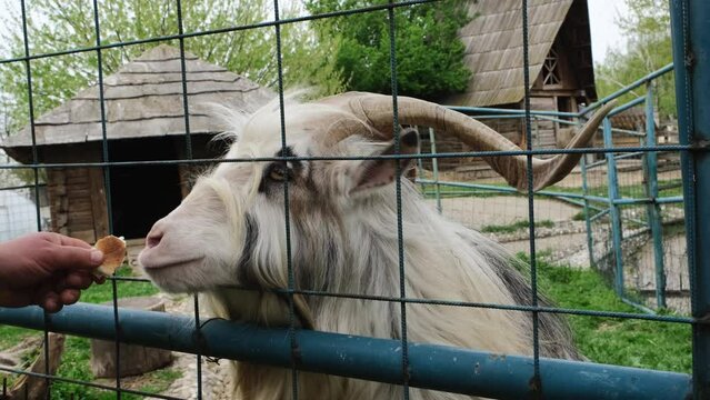 A male zoo worker stands behind a fence and feeds farm animal bread. Shaggy white goats with big branching horns. Close up portrait of pet