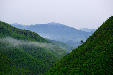 aerial green bamboos mountains. Landscape at Anji County,Huzhou,Zhejiang,China