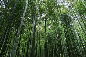 green bamboo grove forest