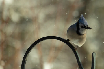 This beautiful blue jay was perched on the metal hook in this picture. Snowflakes falling all...