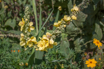 Verbascum nigrum L.