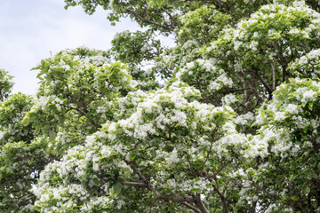 Beautiful Chinese fringetree flowers.