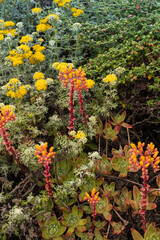 Red, orange and yellow wildflowers in a field