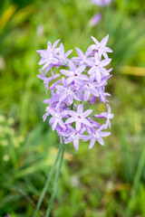 Fototapeta premium Beautiful Society Garlic (tulbaghia violacea) flowers.