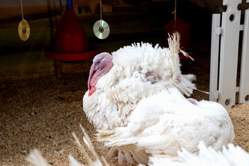turkey farm. turkey close-up. turkey rearing concept