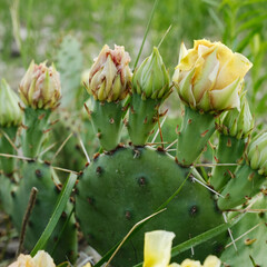 Prickly pear cactus with yellow blooms closeup on plant in Texas landscape during spring season in nature.