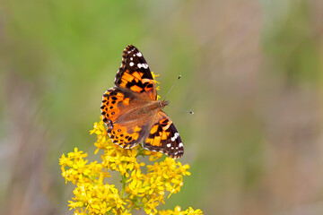 Painted Lady Butterfly  on a Goldenrod Flower