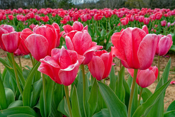 Vibrant pink tulips in a field