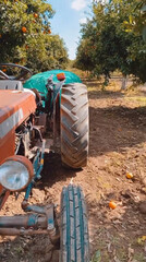 Obraz premium Orange tree plantation in a sunny day