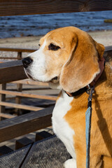 The beagle dog is out for a walk in the spring outdoors, waiting for the owner.