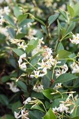 Fototapeta premium Beautiful Asiatic jasmine (Trachelospermum asiaticum) flowers.