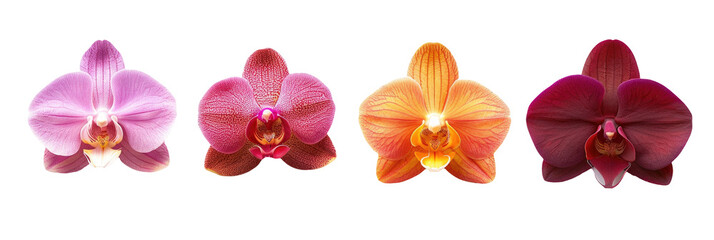 Triple Orchids