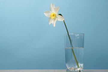 Narcissus on a blue background. Flower in a glass of water