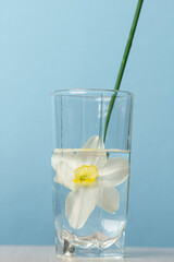 Narcissus on a blue background. Flower in a glass of water