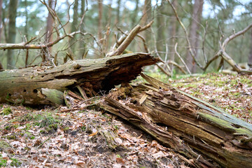 Obraz premium A broken rotten tree in the woods.