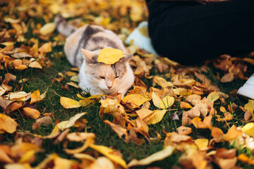 a tricolor cat sits on a yellow fallen leaf