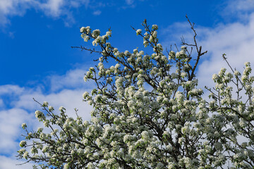 Blühender Birnbaum