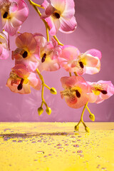 Vertical image of decorative pink orchid flowers, yellow surface and water drops, pnk background. Empty space for presentation of product