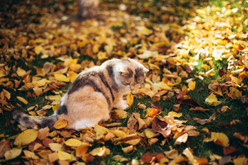 a tricolor cat sits on a yellow fallen leaf