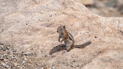 Grey squirrel on a rock in the cliff