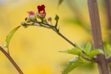 California figwart, closeup