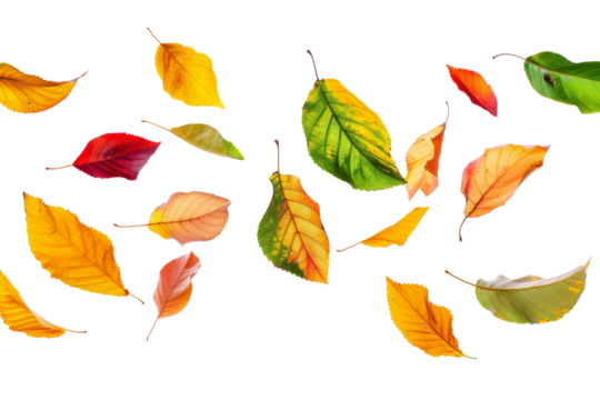 Autumn leaves flying and falling isolated on background, multi color of leaves foliage in autumn season.