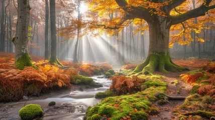 Abwaschbare Fototapete Autumn forest at dawn. © July P