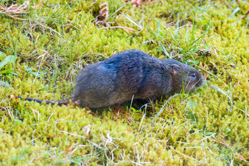 Ostschermaus, auch kurz Schermaus oder Große Wühlmaus tagsüber auf einer Wiese