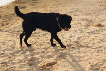 black labrador dog wet after swimming on the beach. labrador on the white sand near the lake