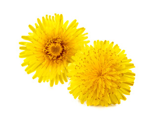 Dandelions. Flowers  isolated on white background.