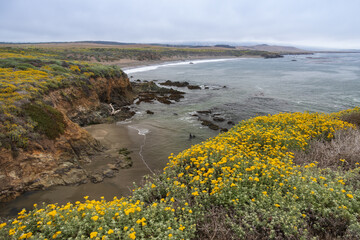 Yellow super bloom on the California coastline