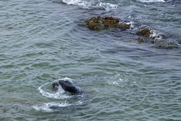 Elephant seals in the ocean
