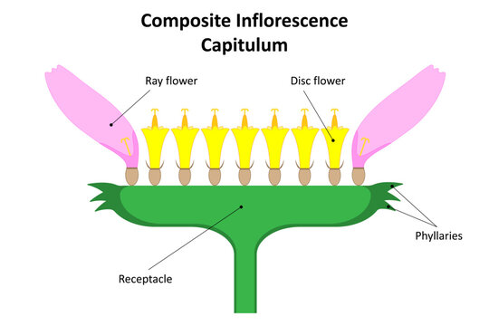 Inflorescence Capitulum. Diagram. Family Asteraceae.