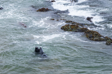 Elephant seals in the ocean
