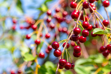 Fresh ripe sour cherry hanging on cherry tree in orchard, ingredient for cherry pie or jam