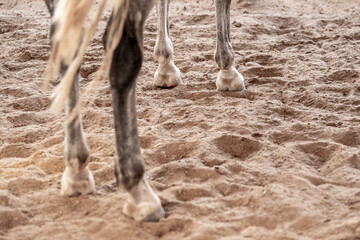 legs of a horse standing in the sand