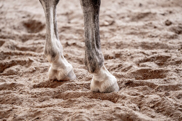 horse leg in the sand two front feet