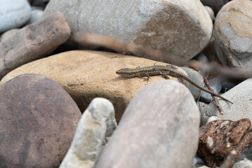 Lagarto rocoso