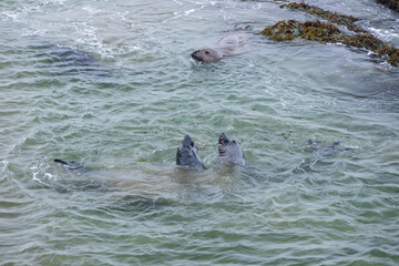 Elephant seals in the ocean
