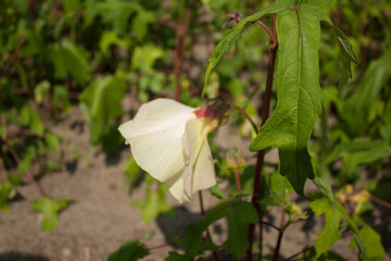 Abelmoschus esculentus