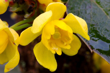 Oregon Grape Blossom 02