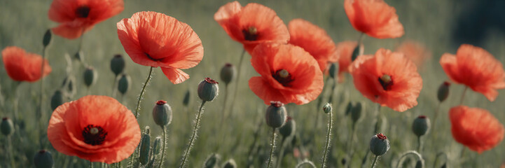 red poppies closeup - Powered by Adobe