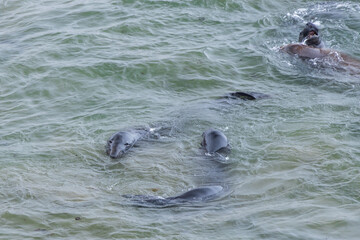 Elephant seals in the ocean
