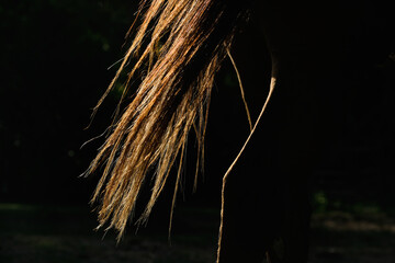 Detail of brown horse tail hair with black background. - 776103575