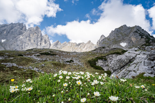 Alpenlandschaft - kleine gelbwei&szlig; bl&uuml;hende Bergblumen auf felsigem Untergrund oberhalb der Baumgrenze.