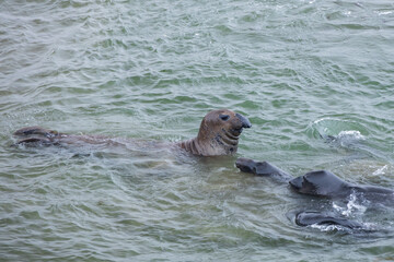 Elephant seals in the ocean
