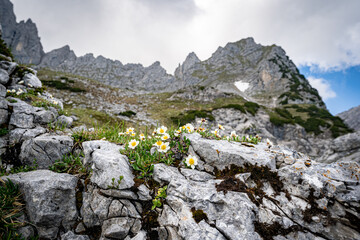 Im alpinen Hochgebirge - bizarres Geröll und schroffe Felsformationen mit zarten gelben Blumen. - obrazy, fototapety, plakaty